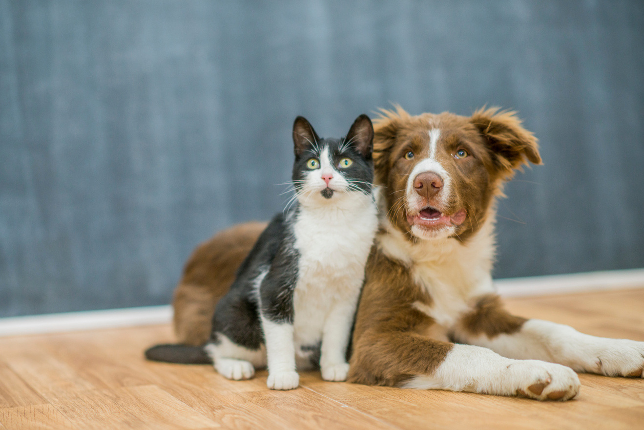 Productos veterinarios en farmacia de Benicalap, Valencia